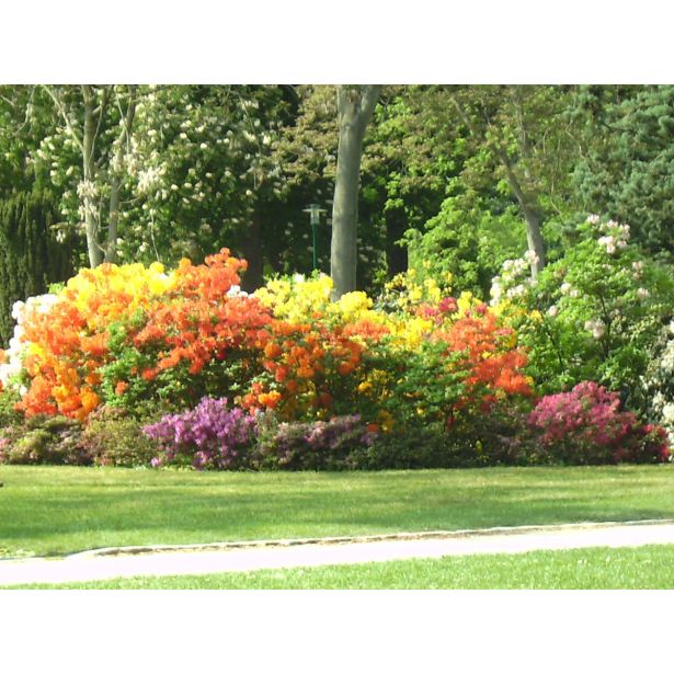 RODODENDRON MOLLIS (KNAPHILL) L2 L