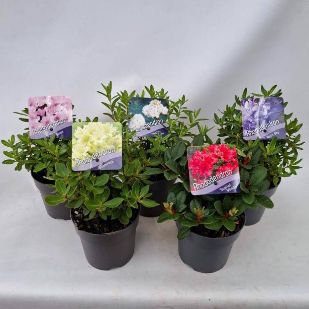 RODODENDRON PRITLIKAVI MIX L13 CM