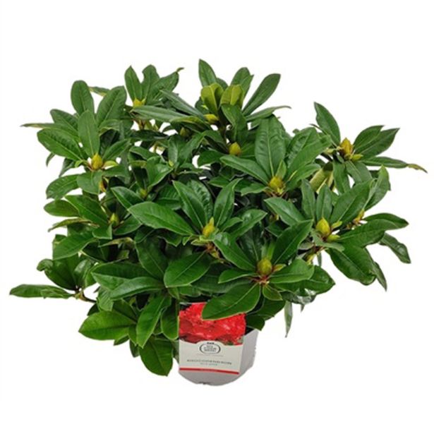 RODODENDRON RED JACK L23