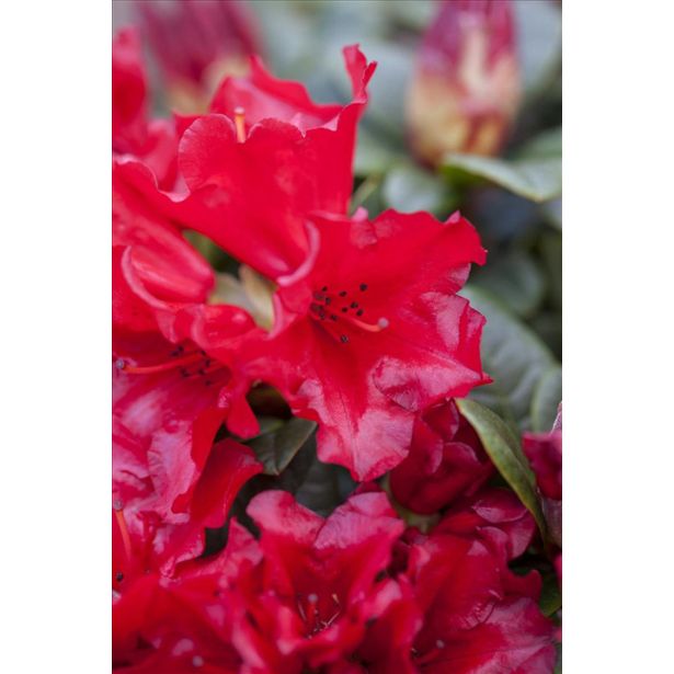 RODODENDRON SCARLET WONDER L17