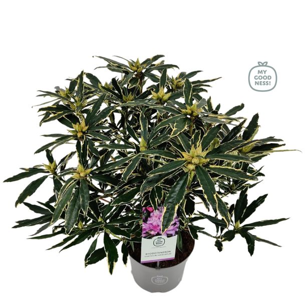 GRM RODODENDRON VARIEGATUM L23