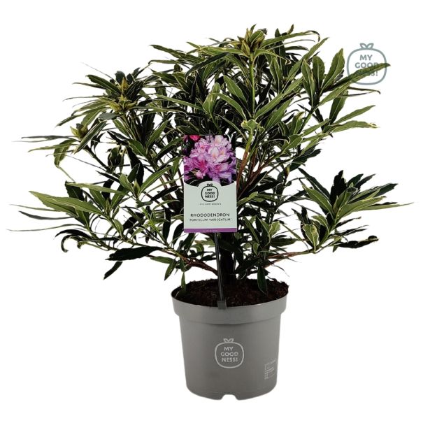 GRM RODODENDRON VARIEGATUM L23