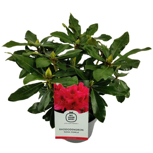 RODODENDRON VELIKOCVETNI L21 CM