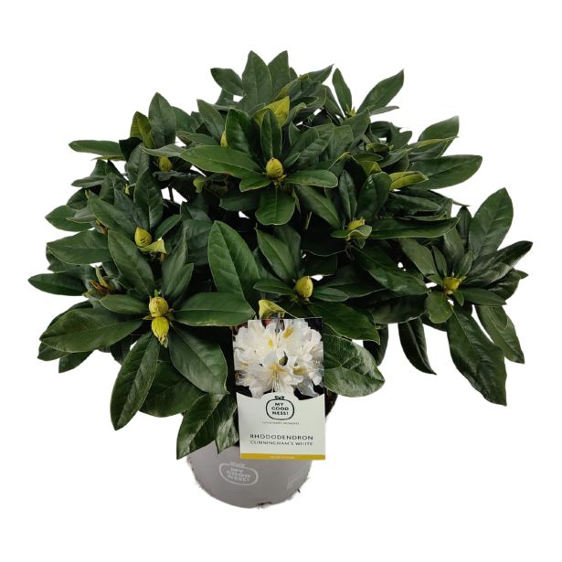 RODODENDRON VELIKOCVETNI L21 CM