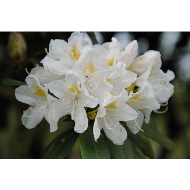 RODODENDRON VELIKOCVETNI L21 CM