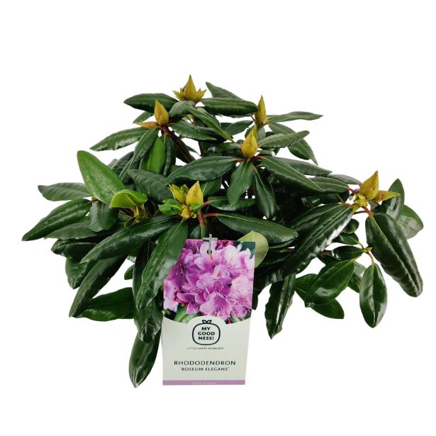 RODODENDRON VELIKOCVETNI L21 CM