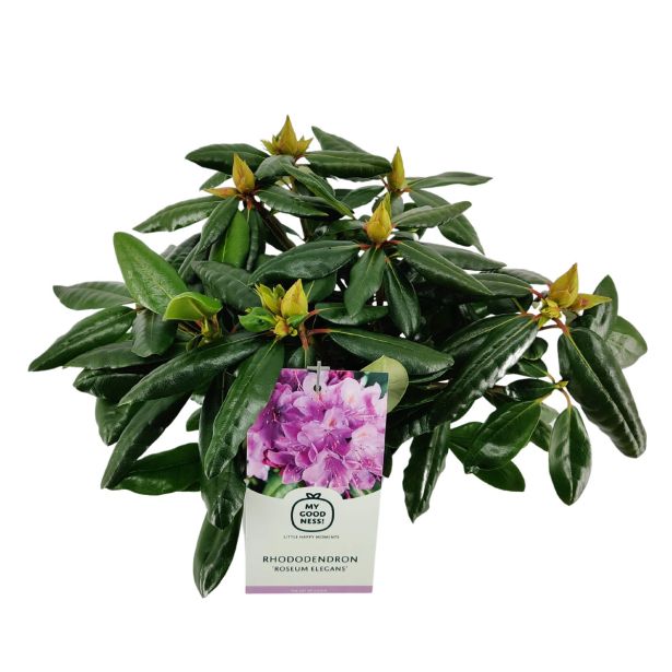 RODODENDRON VELIKOCVETNI L21 CM