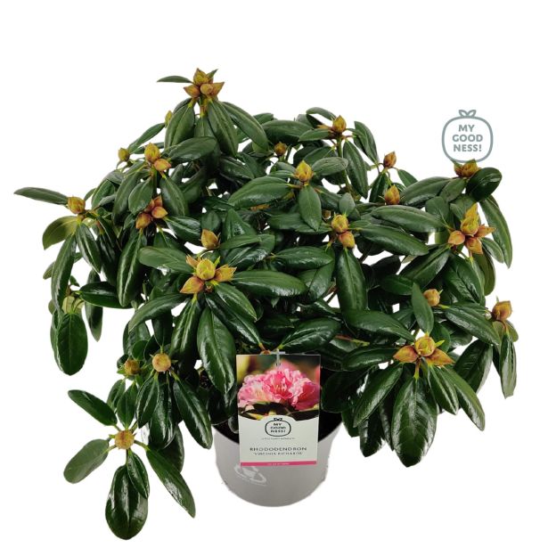 RODODENDRON VIRGINIA RICHARDS L23
