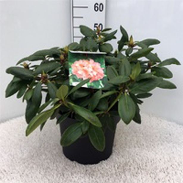 GRM RODODENDRON VIRGINIA RICHARDS L29