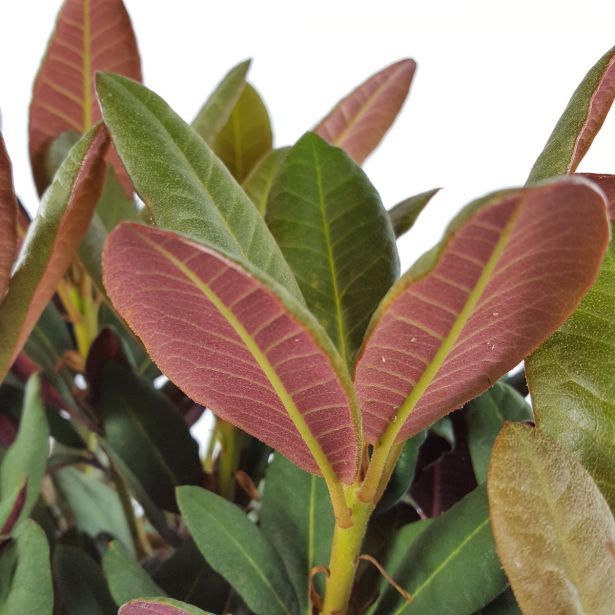 RODODENDRON WINE AND ROSES L3 L