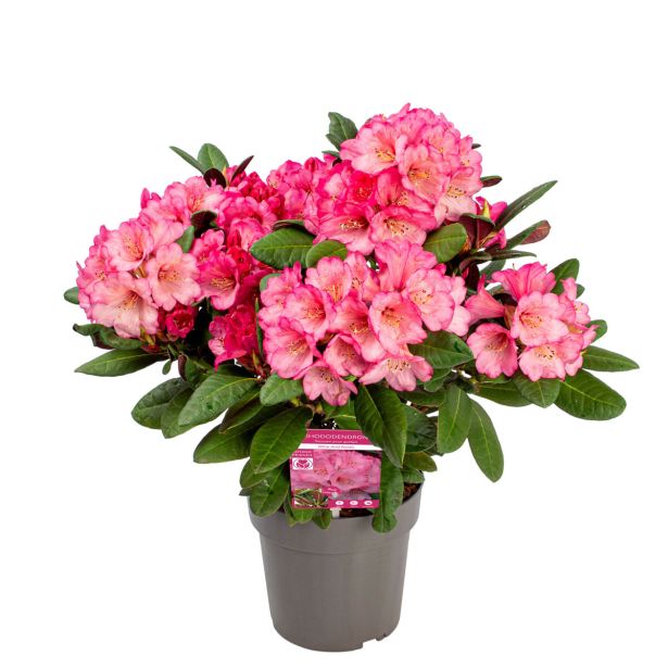 RODODENDRON WINE AND ROSES L3 L
