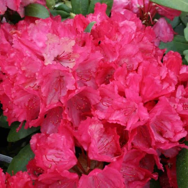 RODODENDRON YAKUSHIMANUM L19 CM