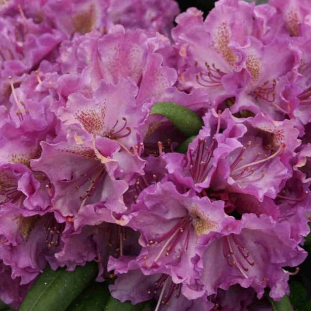 RODODENDRON YAKUSHIMANUM L19 CM