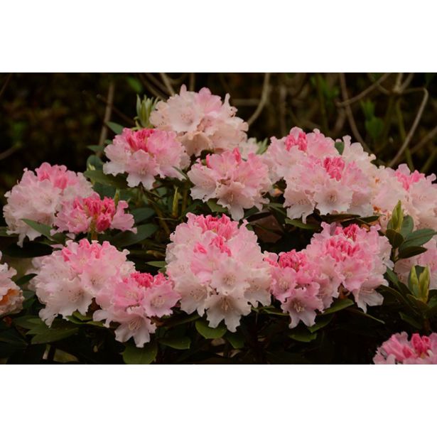 RODODENDRON MIX L3 L