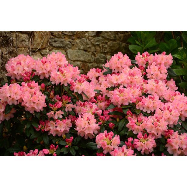 RODODENDRON MIX L3 L