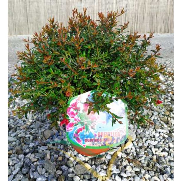 GREVILEJA RONDEAU L18