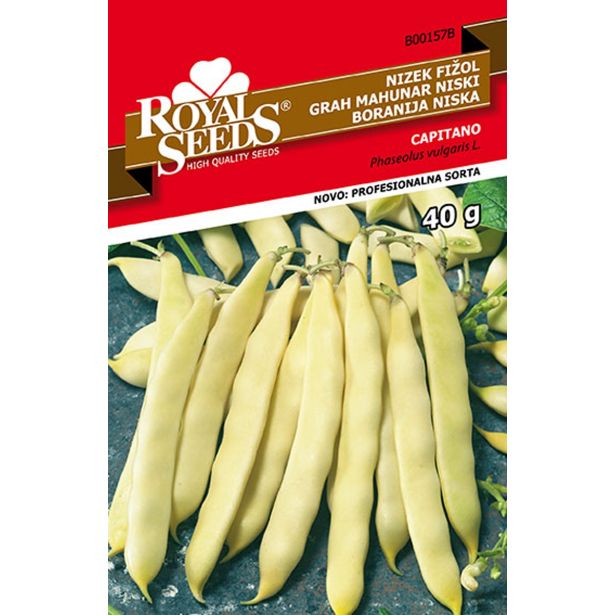 SEME STROČNIC ROYAL SEEDS ROYAL FIŽOL CAPITANO