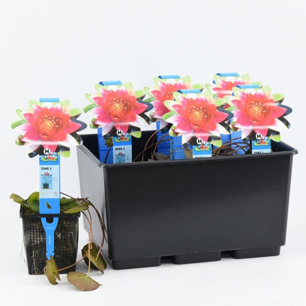 VODNE RASTLINE ROZA LOKVANJ L11