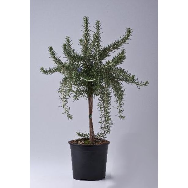 ROŽMARIN NA STEBLU L14