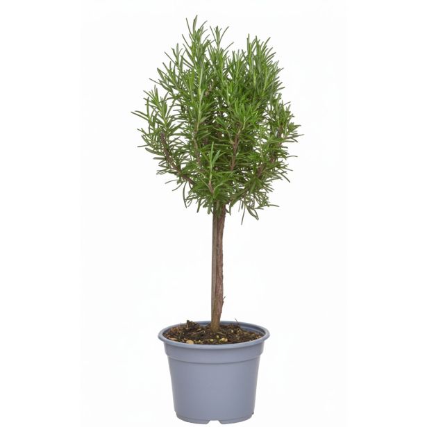 ROŽMARIN NA STEBLU L14 CM