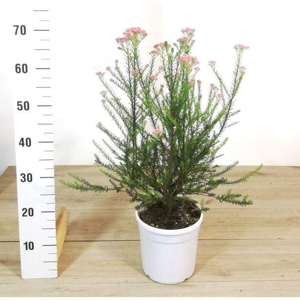 MEDITERANSKE RASTLINE ROŽMARINJSKI SMILJ L19