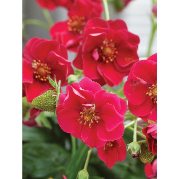 AMERIŠKA BOROVNICA VOLMARY ROŽNA JAGODA SUMMER BREEZE ROSE F1 L13