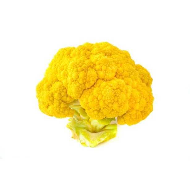 KORENOVKE L'ORTO FRUTTIFERO RUMENA CVETAČA 4/1 TARDIVO GIALLO KULTIPAK