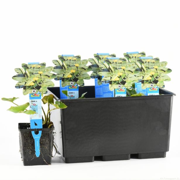 VODNE RASTLINE RUMENI BLATNIK L11