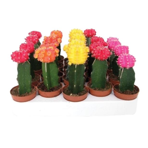 KAKTUS S CVETOVI GYMNOCALYCIUM JAPAN L6