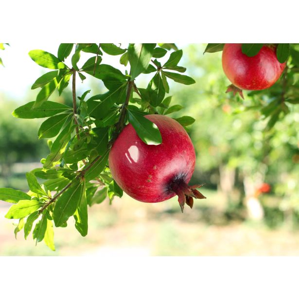 SADNO DREVJE GRANAT JABOLKO WONDERFUL L19