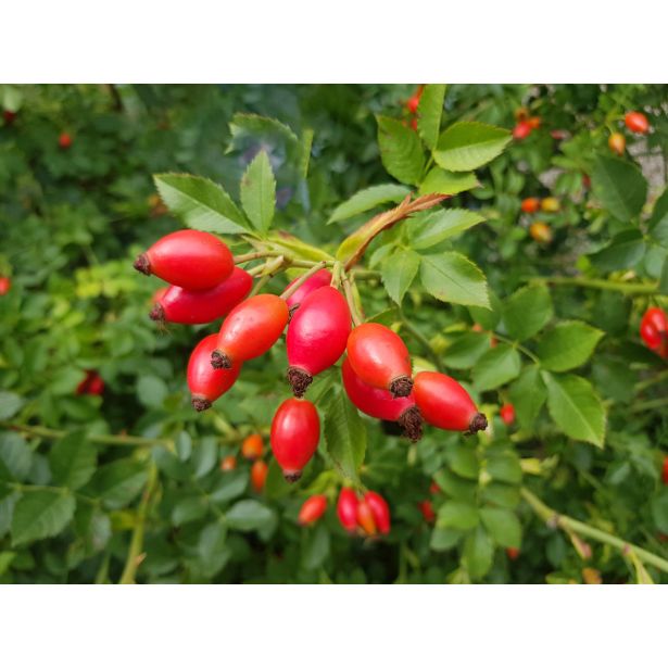 SADNO DREVJE ŠIPEK V LONCU 11.5