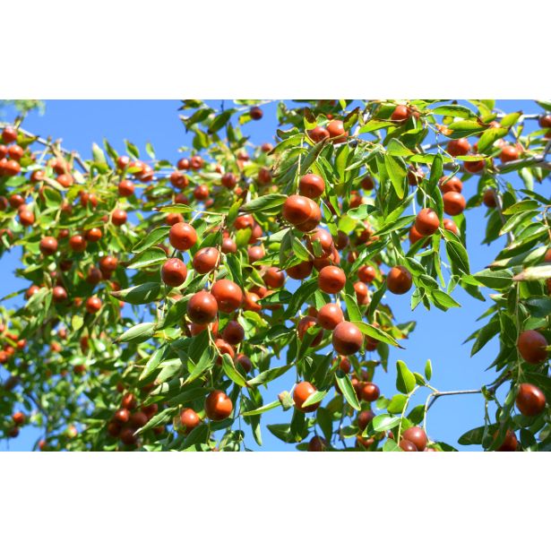 SADNO DREVJE ŽIŽULA V LONCU ZIZYPHUS