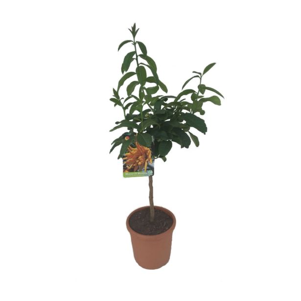 SADNO DREVO CITRUS MEDICA DIGITATA BUDDA