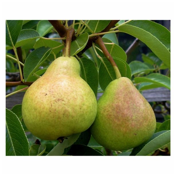 HRUŠKA STEBRIČASTA L24