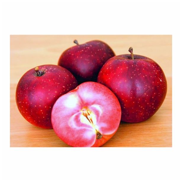 JABLANA RDEČE MESNATA L24