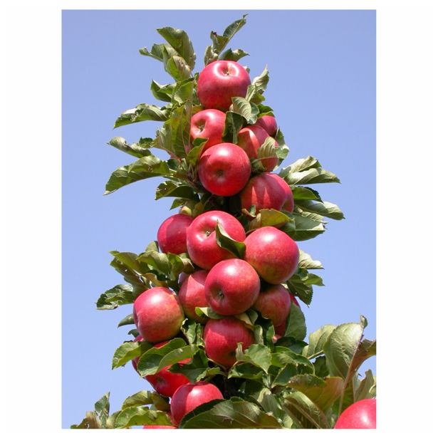 JABLANA STEBRIČASTA L24