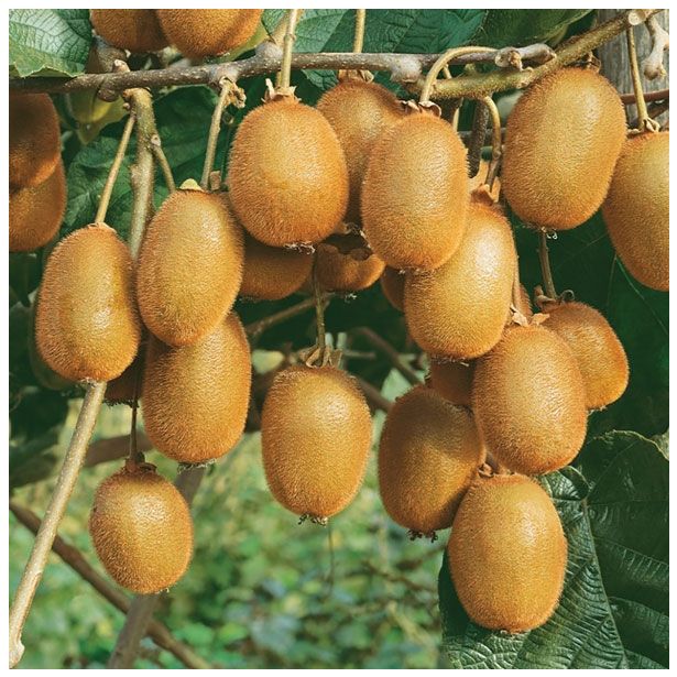 KIVI ACTINIDIA TUSCIA L11X11