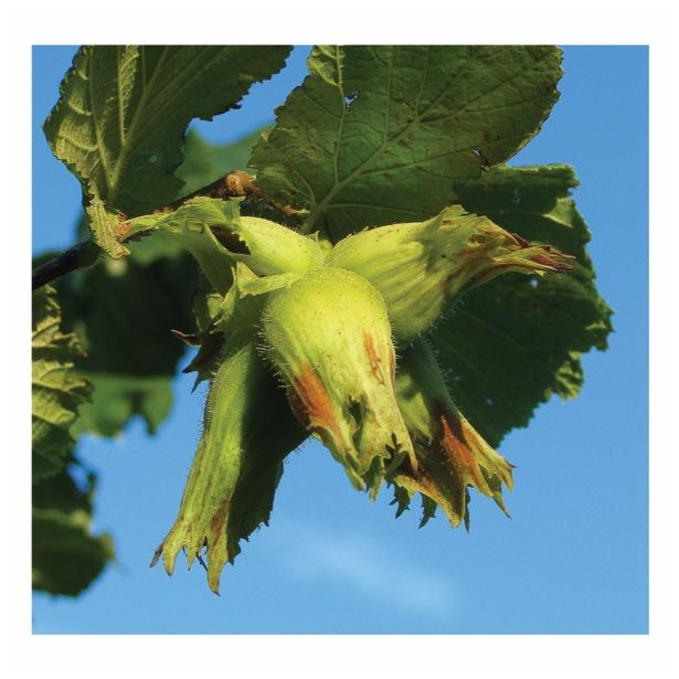 LESKA ISTRSKA DEBELOPLOD. CORYLUS AVELANA V LONCU