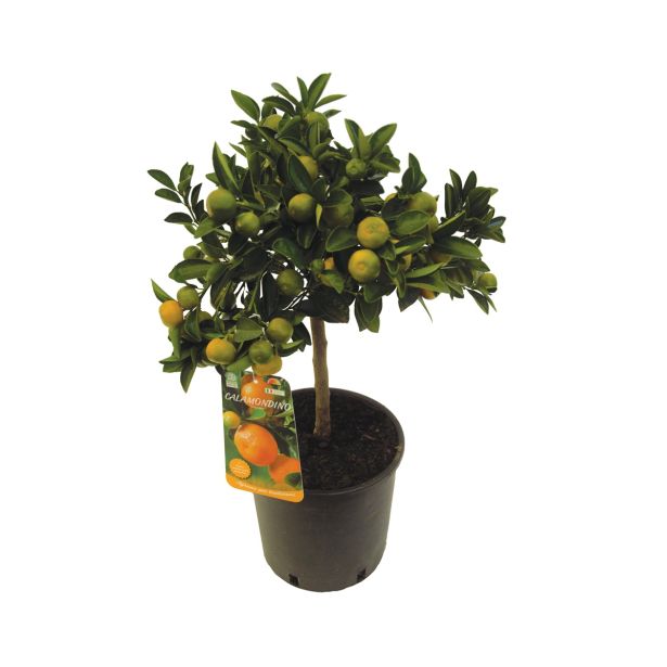 SADNO DREVO MANDARINOVEC