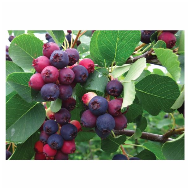 ŠMARNA HRUŠICA L11X11