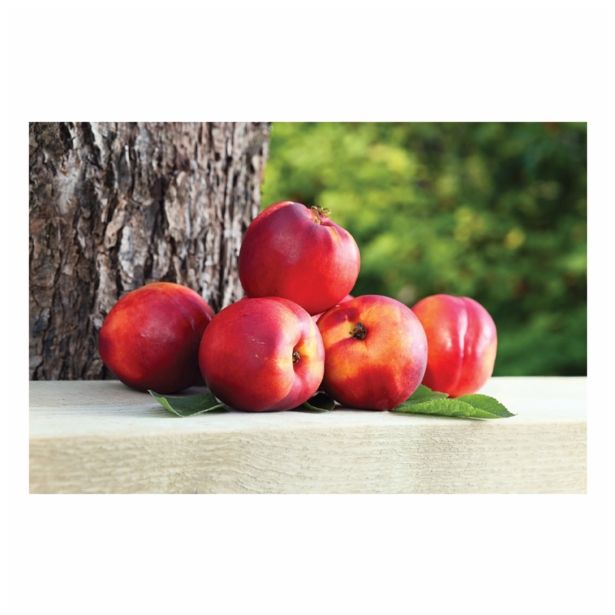 NEKTARINA VOLMARY BALKONSKA L17