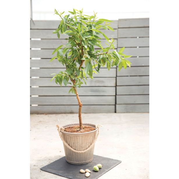 MANDELJ VOLMARY BALKONSKI L17