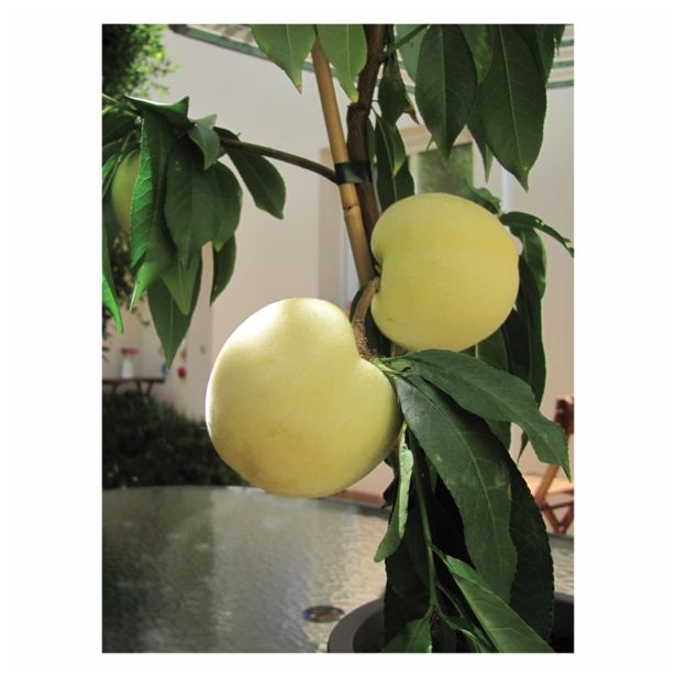 BRESKEV VOLMARY BELA BALKONSKA L17