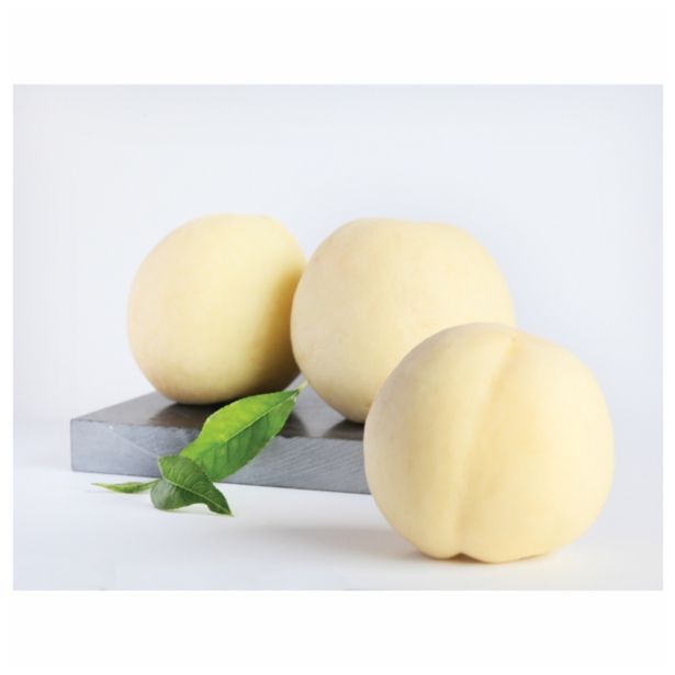 BRESKEV VOLMARY BELA BALKONSKA L17