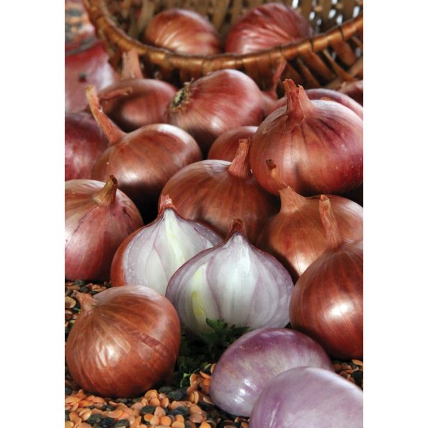 ČEBULČEK SEMENARNA ŠALOTKA RDEČA RED SUN 500 G