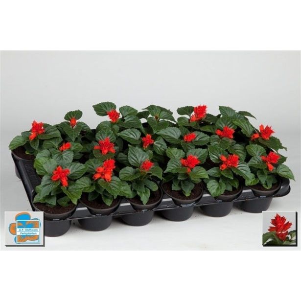 SEZONSKA RASTLINA SALVIJA RDEČA L9