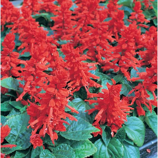 SEZONSKA RASTLINA SALVIJA RDEČA L9