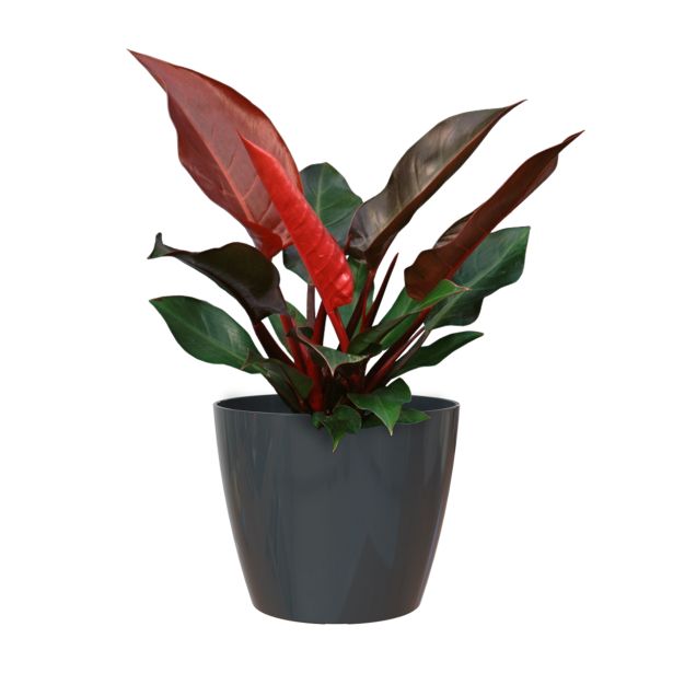 PE NOTRANJI LONEC SAN REMO GLOSSY ANTRACIT 18 CM