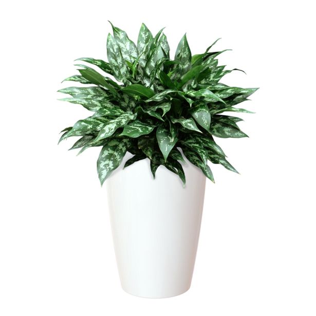 PE NOTRANJI LONEC SANTORINI VISOK BEL 78CM