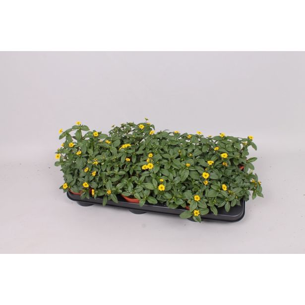 SEZONSKA RASTLINA SANVITALIA L11